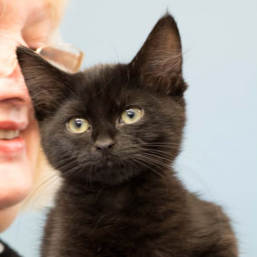 No photo for Sooty