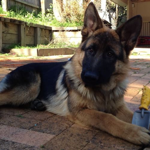No photo for Bronson On Trial In His New Home