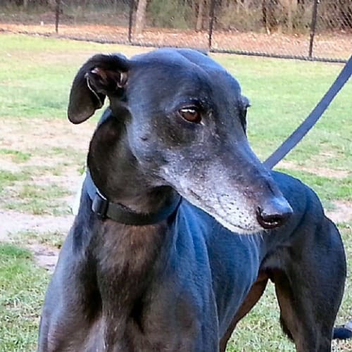 Trigger - checking out my new home