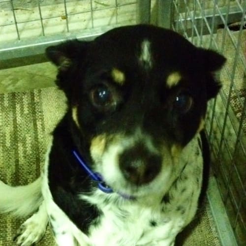 Jessica (Squawks Pet Store)