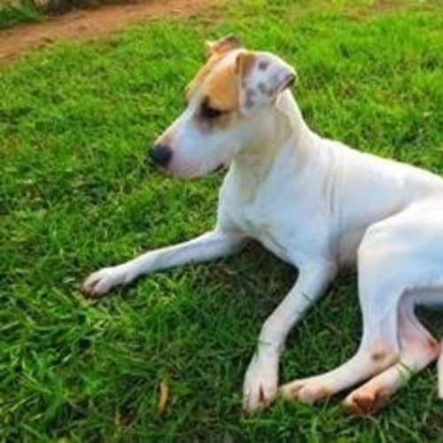 No photo for Daisy ** A Sweet Lovely Girl **