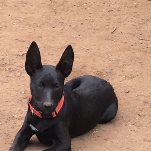 No photo for Shadow *Adoption In Progress*