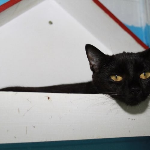 Gina