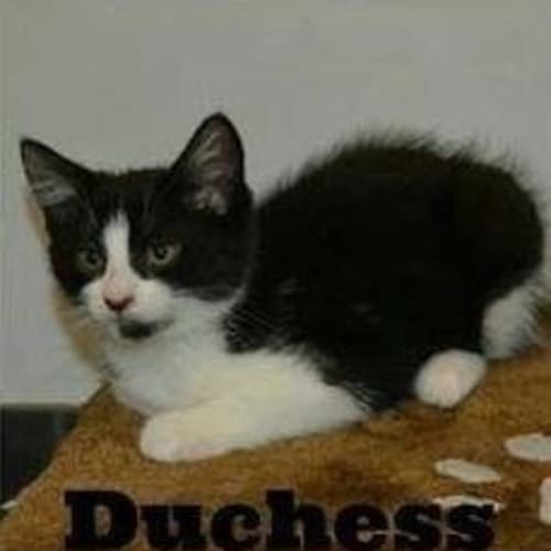No photo for Duchess
