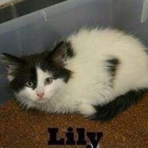 No photo for Lily