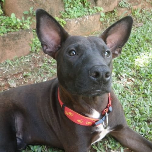 Roo