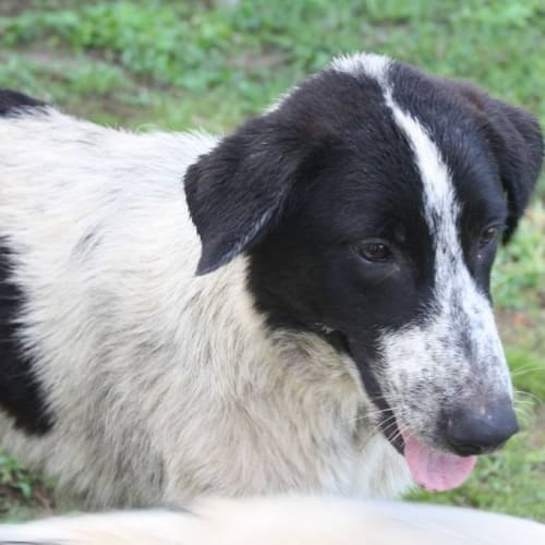 No photo for Digger