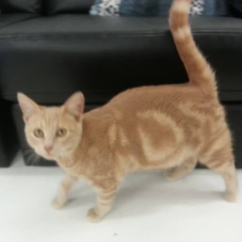 No photo for Garfield