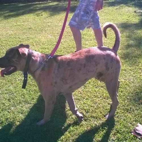 Catahoula Leopard 