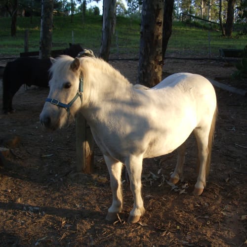 Mr Nibbles & Carlie Brown