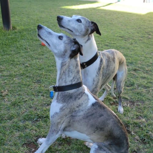 Bindi & Boz *On Trial in Their New Home*