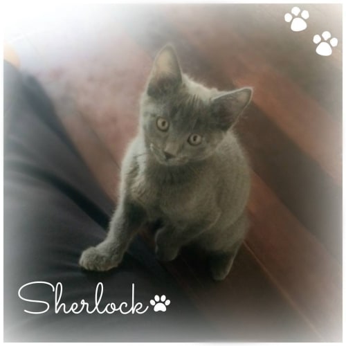 No photo for Ak0514   Sherlock