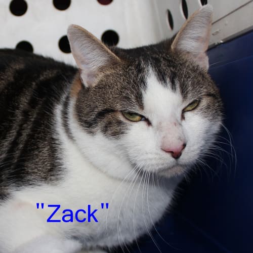 Zack