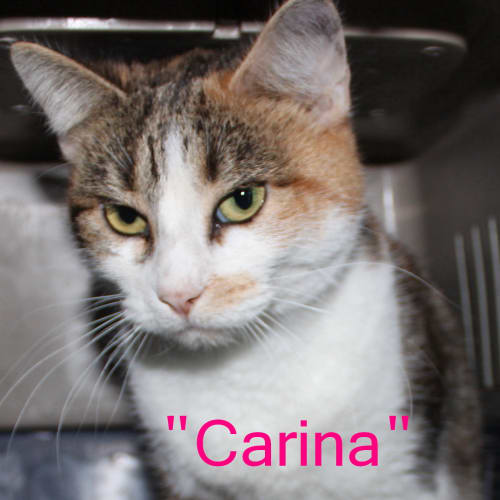 Carina