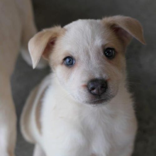 No photo for Cattle X Puppy
