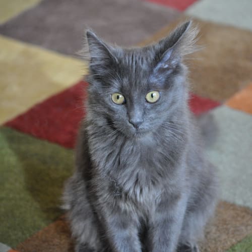 Maggie (BnC241) 