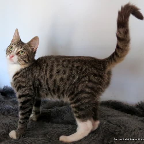 "Dusty" Purrfect Match