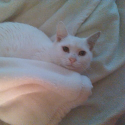 No photo for Snowy   $50 Adoption Fee
