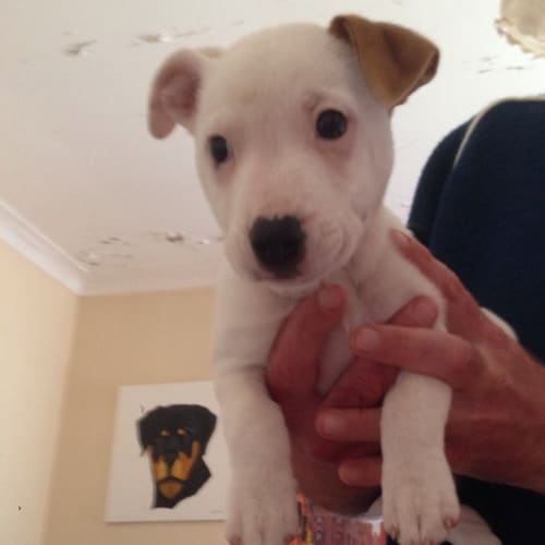 No photo for Molly ** A Dear Little Pup **