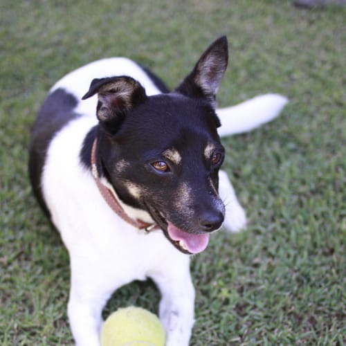 Bailey (pending adoption 9/8/14)