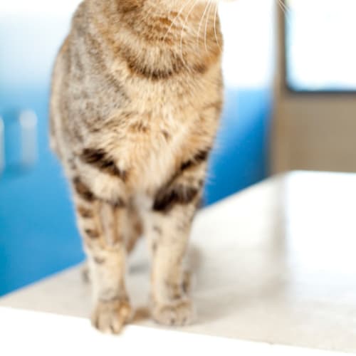 No photo for Gizmo   $50 Adoption Fee