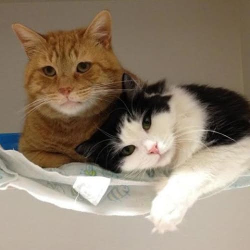 No photo for Fifi (Meet Me At East Ivanhoe Vet Hospital!)