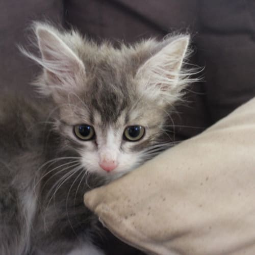 Ace (Squawks Pet Store)