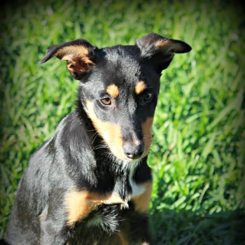 No photo for Jewel (Qld)