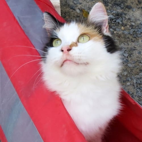 "Annika" $49 - Purrfect Match