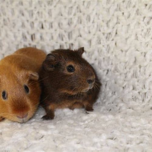 Sophie and Missy