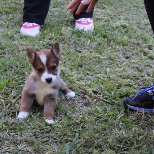Sheeba Shepard X kelpie