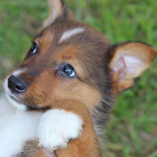 Bandit Shepard X Kelpie