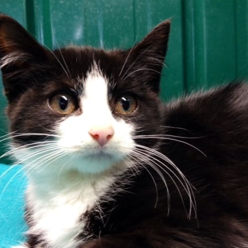 Charley (Squawks Pet Store)