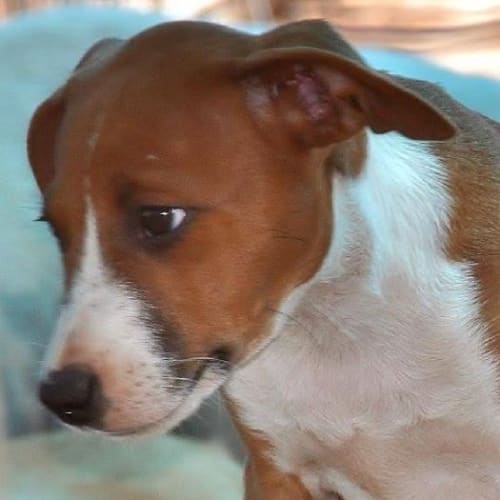 Lilly (Be D19494)