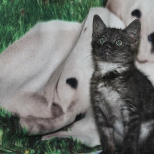 No photo for Smokie