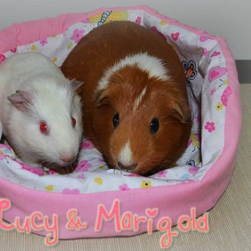 Lucy and Marigold
