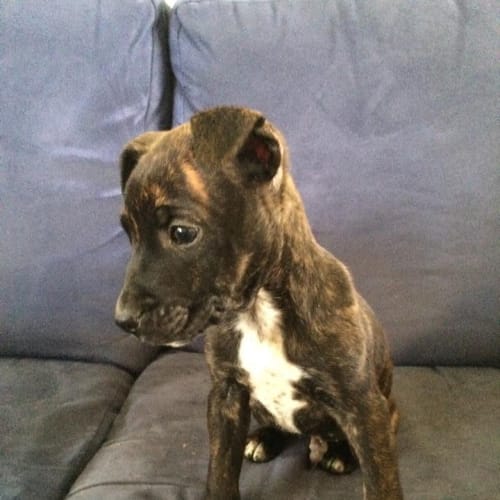 Kiss Me Ketut! 9 week old male pup