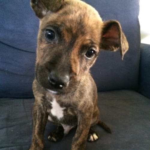 Axl: 9 week old male pup