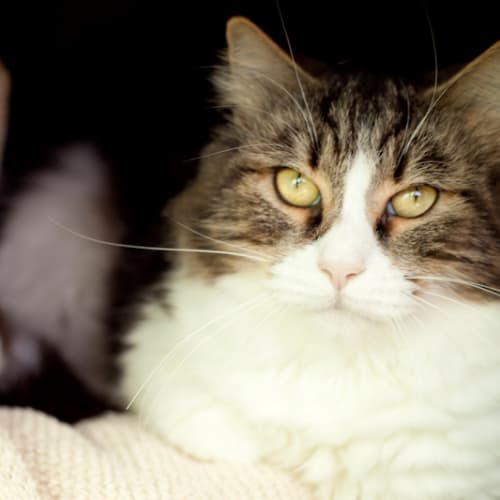 No photo for Twinkle