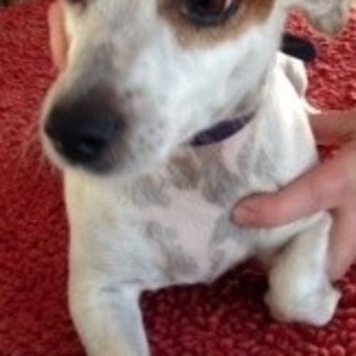 Daisy