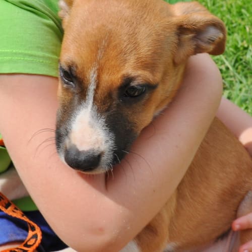 Tilly (Be D19493) 