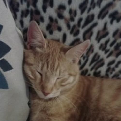 James (Be C19295) **Adopted**