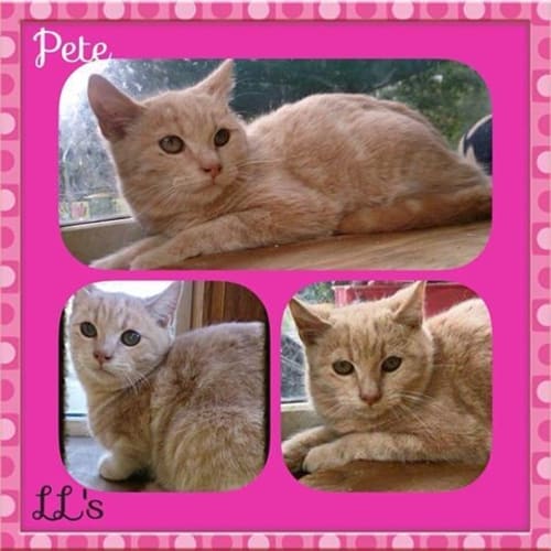 Pete 