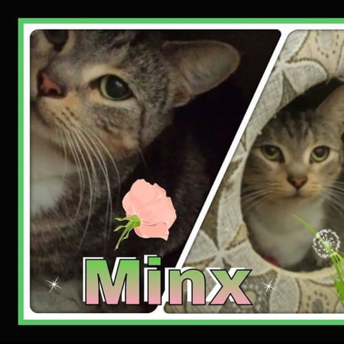Minx