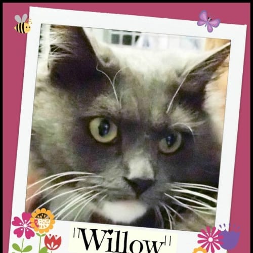 No photo for Willow