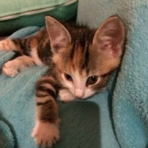 Phoebe - bec19390