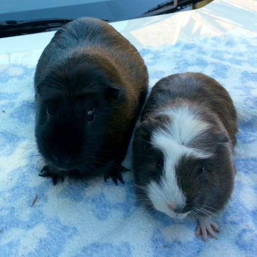 Tulip and Holly
