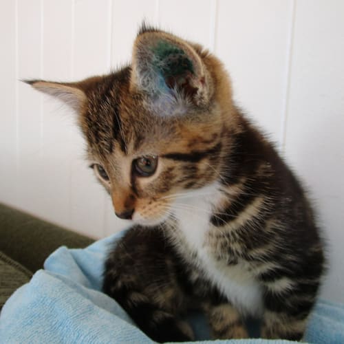 Tabitha