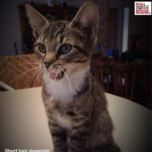 Tigger (Dog/Cat Friendly)