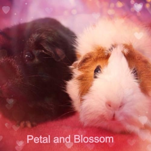 Petal and Blossom